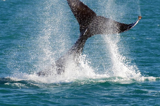 2 Hour Whale-Watching Cruise from Hillarys Boat Harbour - A short wander around the harbour before departure