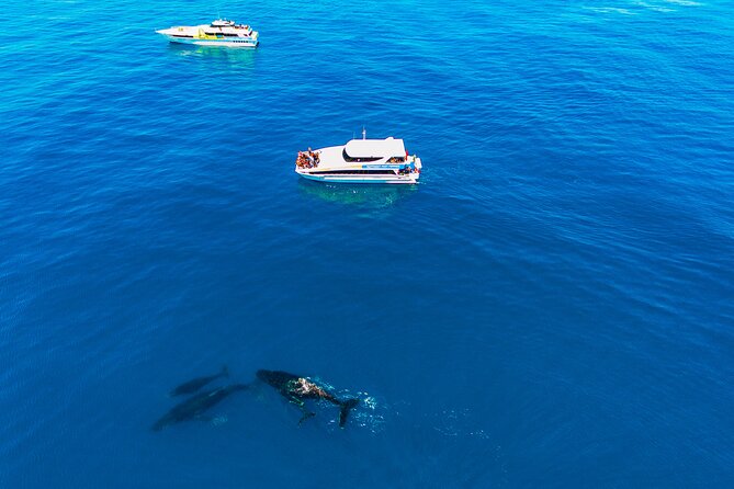 2 Hour Whale-Watching Cruise from Hillarys Boat Harbour - Whale sightings are exciting, but never guaranteed