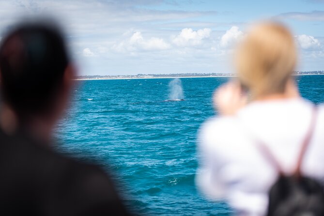 2 Hour Whale-Watching Cruise from Hillarys Boat Harbour - The sea can be rougher than it looks