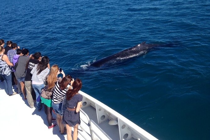 2 Hour Whale-Watching Cruise from Hillarys Boat Harbour - What the $55.94 price really buys