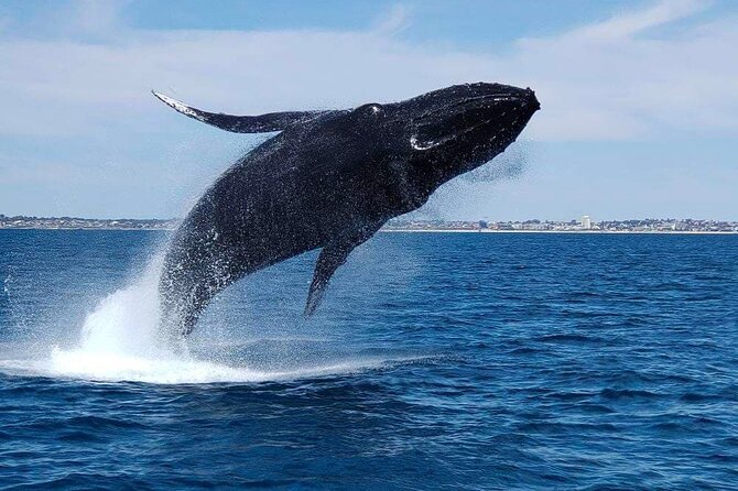 2 Hour Whale-Watching Cruise from Hillarys Boat Harbour - Why the marine biologist matters