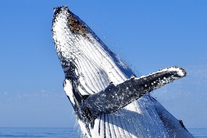 2 hour whale watching experience departing Hillarys Boat Harbour - Key points to know before booking