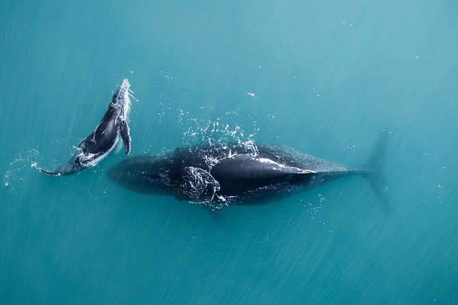 2 hour whale watching experience departing Hillarys Boat Harbour - Finding the humpback whales off Perth
