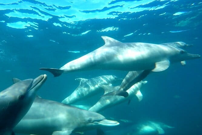 2 hour whale watching experience departing Hillarys Boat Harbour - Seasickness is the main practical concern