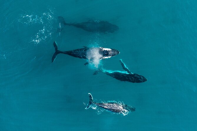 2 hour whale watching experience departing Hillarys Boat Harbour - The first minutes on the water