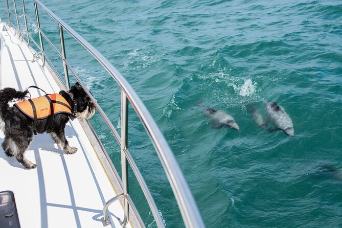 Akaroa Dolphins ~ Harbour Nature Cruise - Setting out from Akaroa Harbour