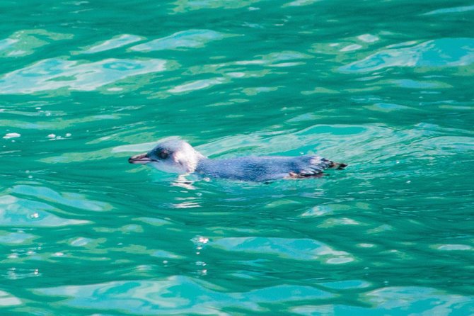 Akaroa Dolphins ~ Harbour Nature Cruise - Is $80.67 a fair price?