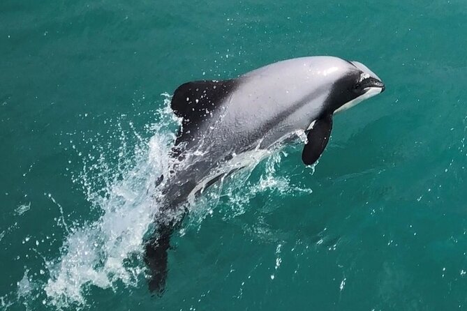 Akaroa Harbour Nature Cruise - Why Akaroa Harbour makes a fine wildlife setting
