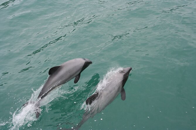 Akaroa Harbour Nature Cruise - Seal Bay, penguins, and seabirds