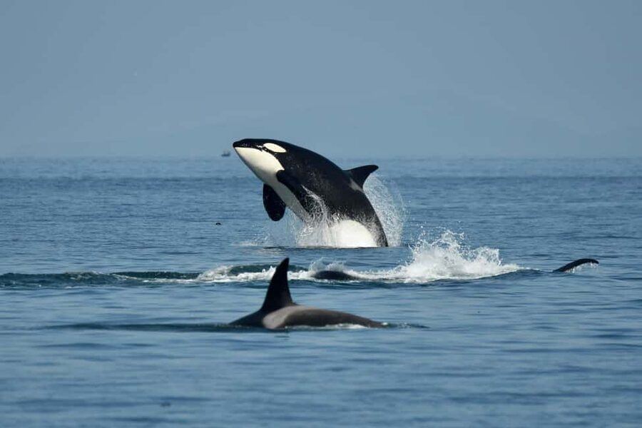 Anacortes: Full Day Whale/Wildlife Tour; Friday Harbor Stop - The San Juan Islands by small boat