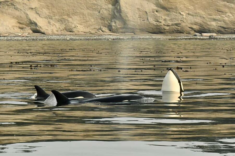 Anacortes: Full Day Whale/Wildlife Tour; Friday Harbor Stop - What $279 buys you