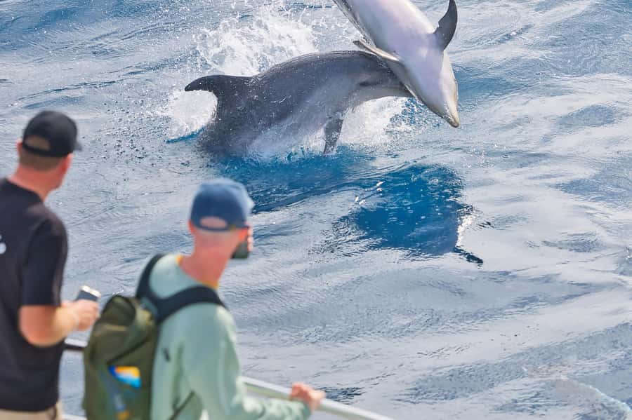 Bay of Islands: Discover the Bay Cruise with Island Lunch - Why this cruise makes sense for a first Bay of Islands visit