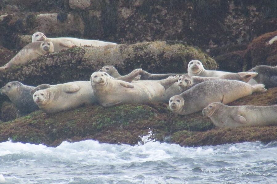 Boothbay Harbor Cruise: Lighthouses, Lobster Haul, and Seals - How to make the most of the 90 minutes