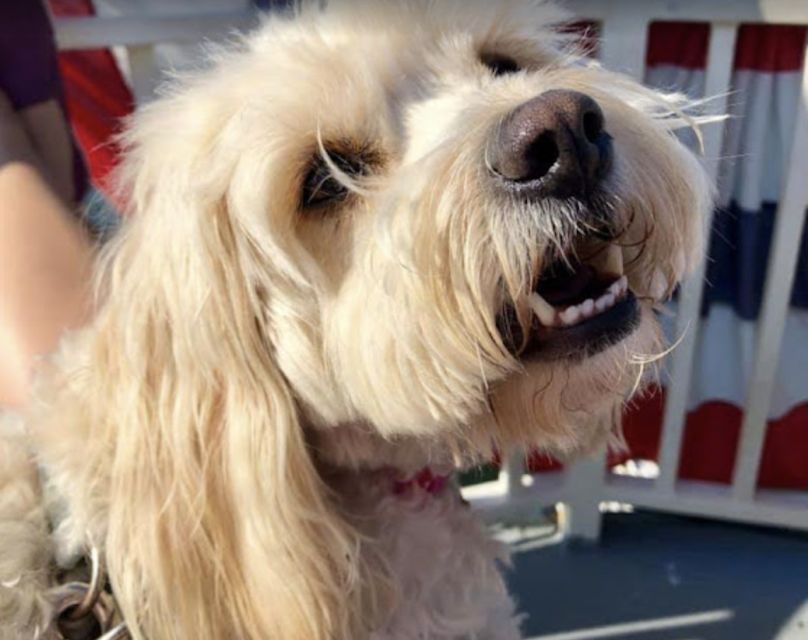 Boston: Scenic Harbor Cruise (Dog-Friendly) - Who will enjoy this Boston harbor cruise?
