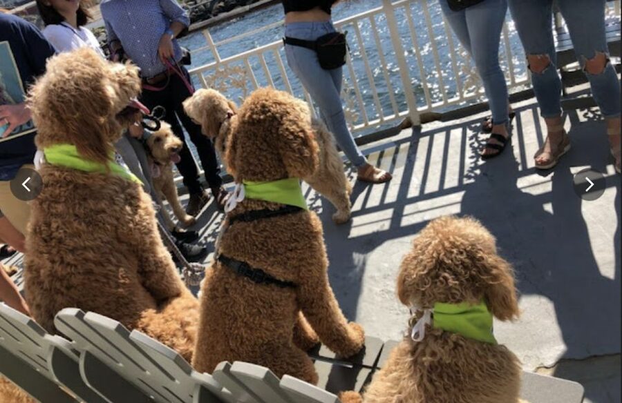Boston: Scenic Harbor Cruise (Dog-Friendly) - Starting at Rowes Wharf behind the Boston Harbor Hotel