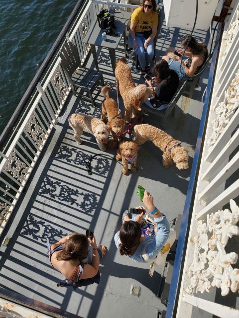 Boston: Scenic Harbor Cruise (Dog-Friendly) - Bunker Hill Monument, Logan Airport, and the Boston skyline