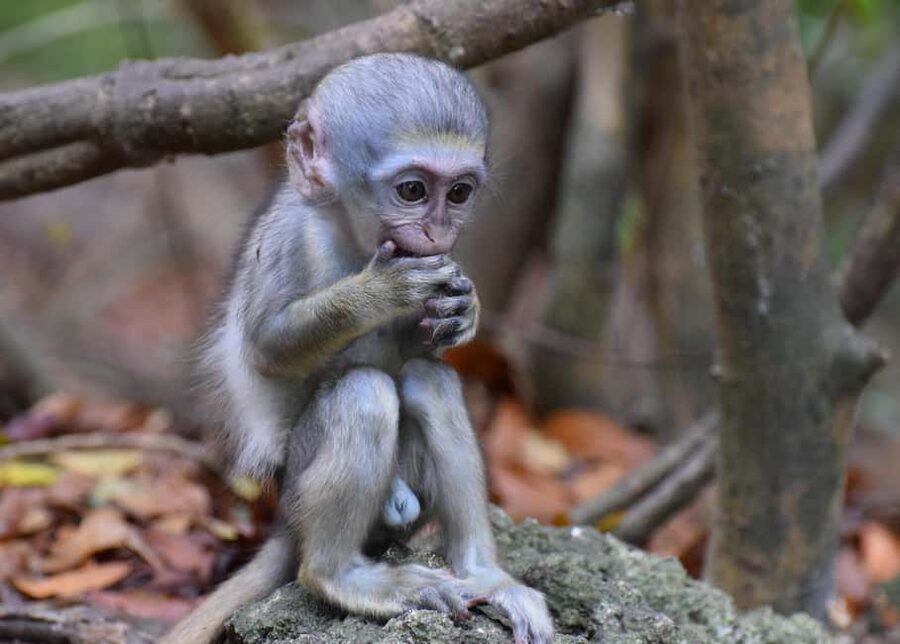 Bridgetown: Wildlife Reserve Tour and Carlisle Bay Cruise - Why the Barbados Wildlife Reserve is the highlight