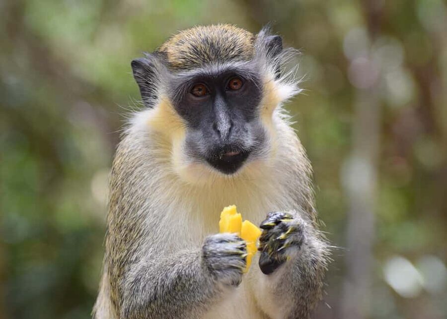 Bridgetown: Wildlife Reserve Tour and Carlisle Bay Cruise - Bathsheba adds a short coastal stop