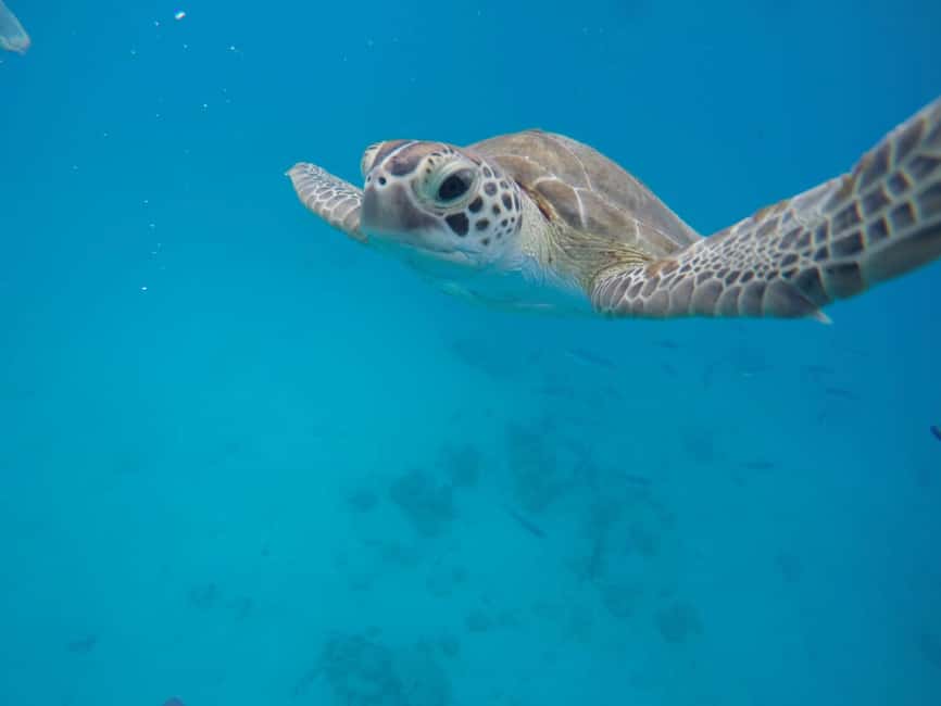 Bridgetown: Wildlife Reserve Tour and Carlisle Bay Cruise - Cherry Tree Hill and Morgan Lewis show another side of Barbados