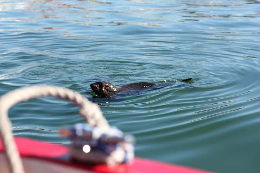 Cape Town: 30 Minute Seal-Watching Harbour Cruise - Finding Cape Fur Seals Around the Tyres