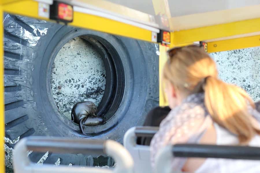 Cape Town: 30 Minute Seal-Watching Harbour Cruise - Table Mountain, Signal Hill, and the City Skyline