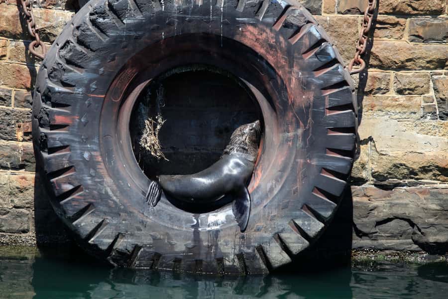 Cape Town: Harbor Cruise - Why this short cruise works so well in Cape Town