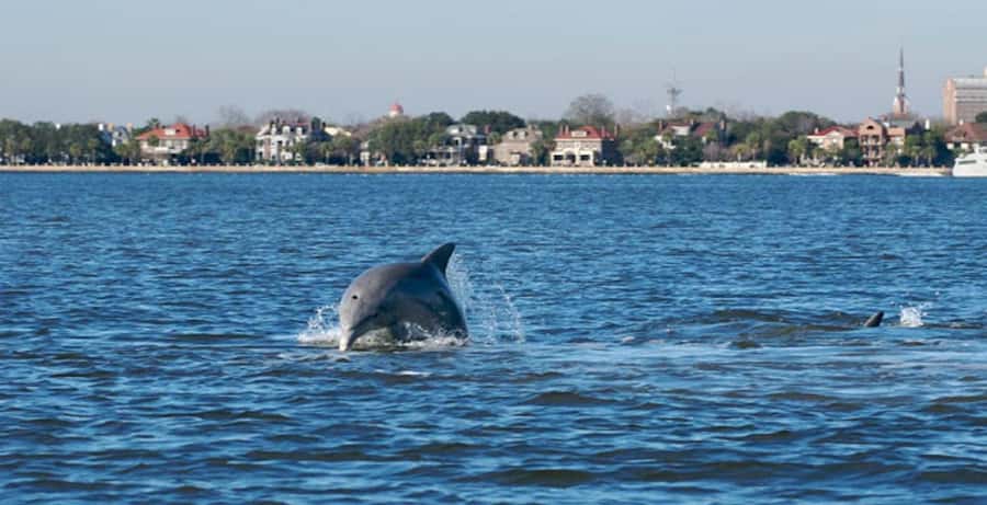 Charleston: Daytime or Sunset Historic Harbor Cruise - The Charleston Harbor route and its changing views