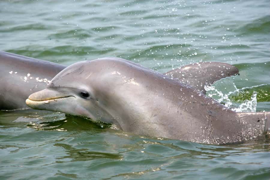Charleston: Schooner Sailing Harbor Tour & Dolphin Watch - The harbor route and its historic sights