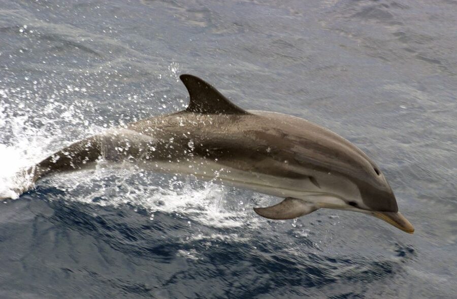 Charleston: Sightseeing Harbor Tour & Dolphin Watch - Key points at a glance