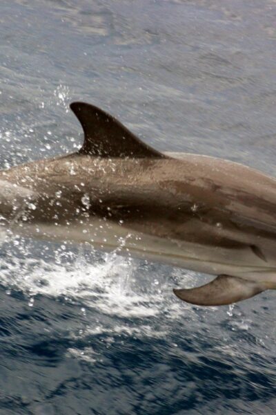 Sightseeing Harbor Tour & Dolphin Watch