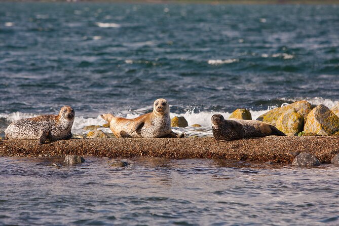 Clew Bay Cruise, Westport ( 90 minutes ) - Islands with unusual names and unusual stories