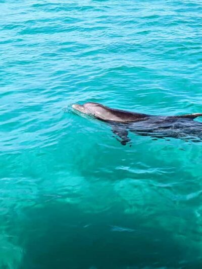 Public 3 Hour Crab Island and Harbor Tour