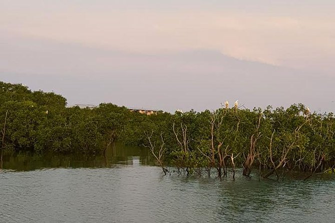 Discover Darwin Harbour 1 hour Darwin Harbour Cruise - A quick ride with a local voice