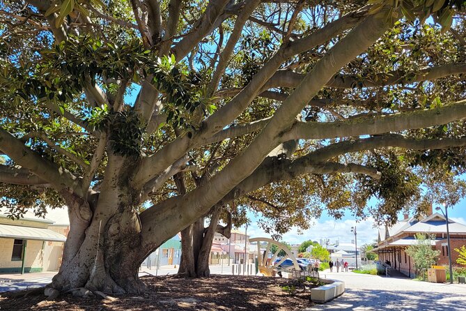 Discover Victor Harbor Walking Tour - Coral Street and Victor Harbor’s early cultural life