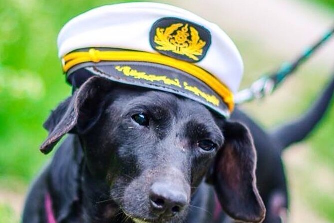 Dog Day of Summer Harbor Cruise in Boston - Quick Takeaways
