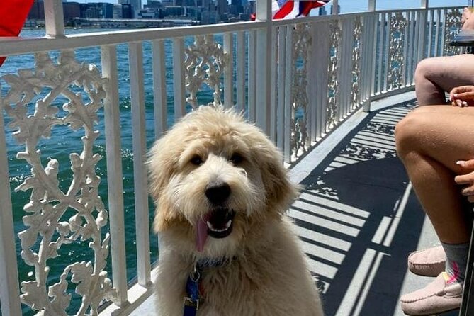 Dog Day of Summer Harbor Cruise in Boston - The Dog-Friendly Side of the Experience