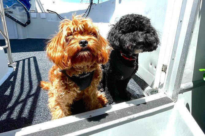 Dogs on Deck Harbour Cruise - Key points to know before you book