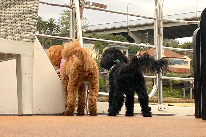 Dogs on Deck Harbour Cruise - What the crew adds to the experience