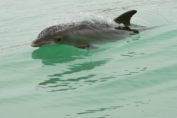 Dolphin-Watching Speedboat Cruise in Destin Harbor - A family ride with enough energy for older children