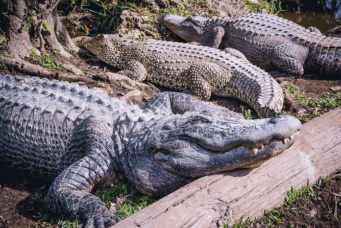 Everglades, Boat Cruise & Open-Top Bus Tour From Miami - Practical advice before you book