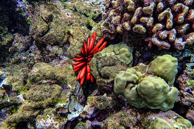 Four Winds Molokini Snorkeling Tour from Maalaea Harbor - Breakfast, lunch, and the onboard bar