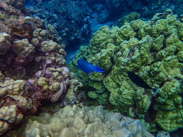 Four Winds Molokini Snorkeling Tour from Maalaea Harbor - What is included, and what costs extra