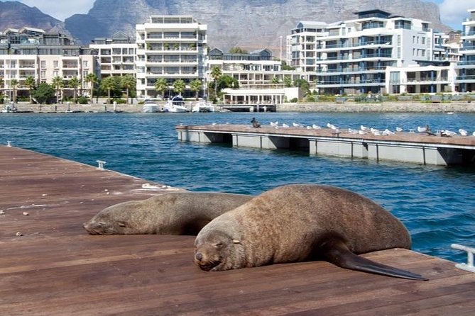Half Hour Seal and Harbour Cruise from Cape Town - A short boat ride with a clear purpose