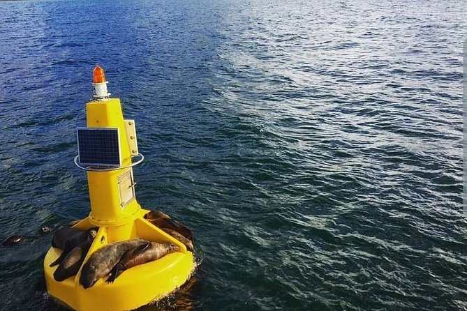 Half Hour Seal and Harbour Cruise from Cape Town - Crew, commentary, and the feel of the ride