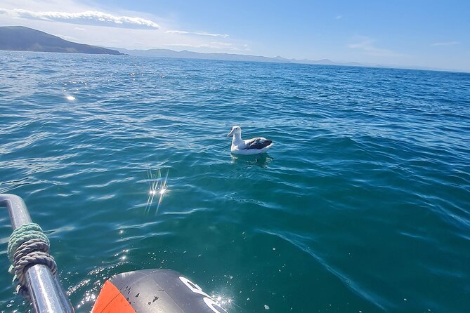Harbour, Albatross and Wildlife Cruise on Otago Harbour - What the $80.67 price gets you