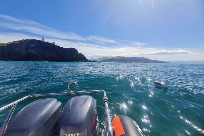 Harbour, Albatross and Wildlife Cruise on Otago Harbour - Leaving the harbour with the Otago Peninsula ahead