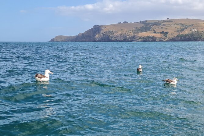 Harbour, Albatross and Wildlife Cruise on Otago Harbour - A skipper who shapes the experience