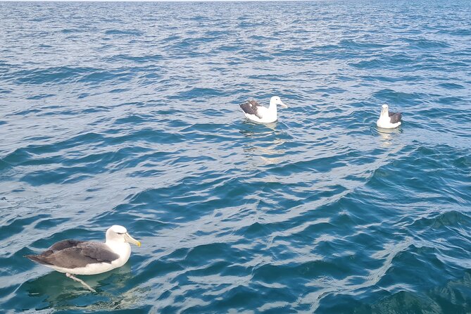 Harbour, Albatross and Wildlife Cruise on Otago Harbour - Comfort, safety, and weather on the water
