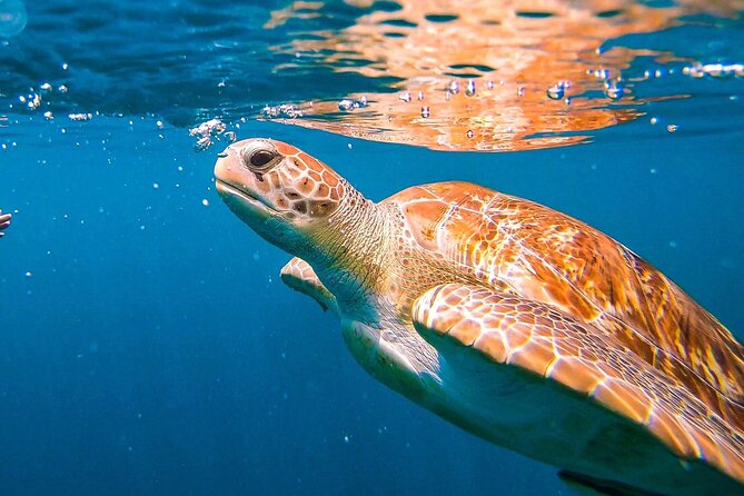 Harbour Lights-Chair &Turtle Shipwreck Snorkel Tour(10:30-1:30pm) - Key points about the Harbour Lights experience
