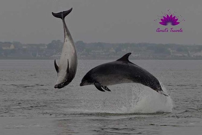INVERGORDON PORT Tour Dunrobin, Dornoch & Distillery - Dornoch gives you room to wander